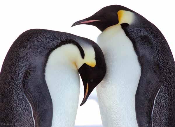 penguins-king-penguin-penguin-love-cute-penguins-penguin-facts